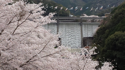 桜と島ノ瀬ダム